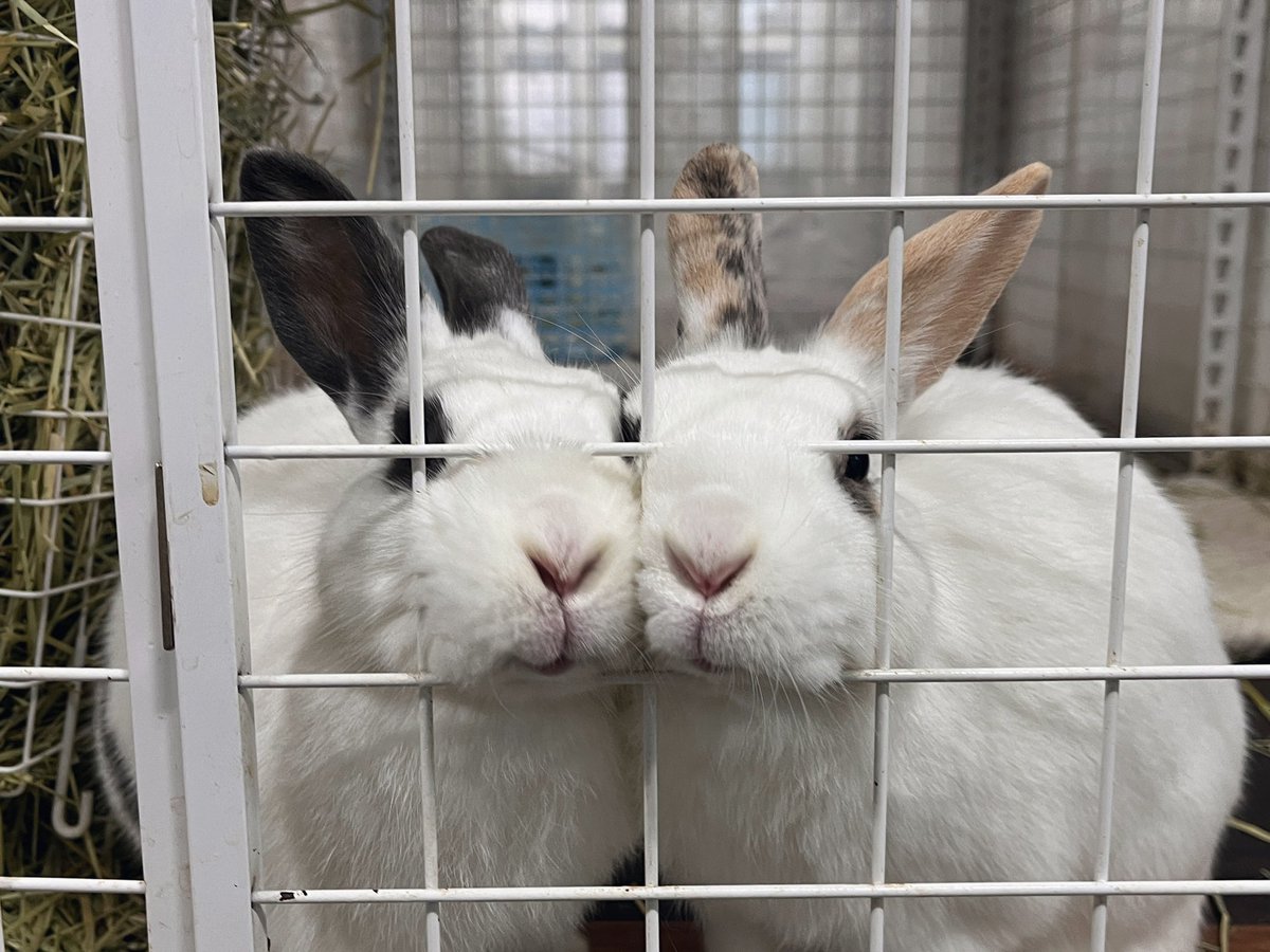 간식소리 듣고 쪼르르 달려와서 코 내밀고 있는 삐삐마인🥰
지나칠 수 없는 사랑스러움❤️

마인 : 여토(중성화완) / 2020년 추정 / 2.0kg 
삐삐 : 여토(중성화완) / 2020년 추정 / 1.9kg