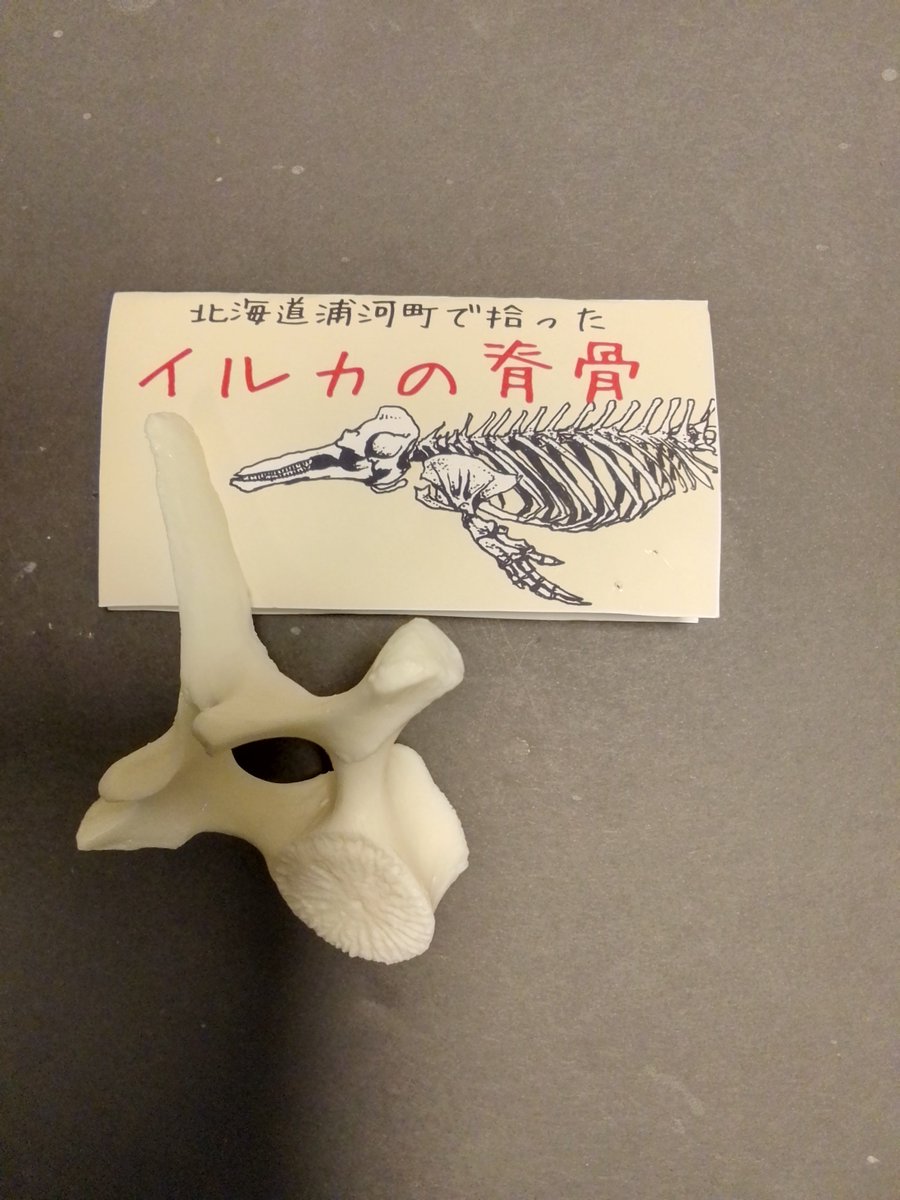 芹川潤也WF6-19-12 (@junya_serikawa) / Posts and Replies / X