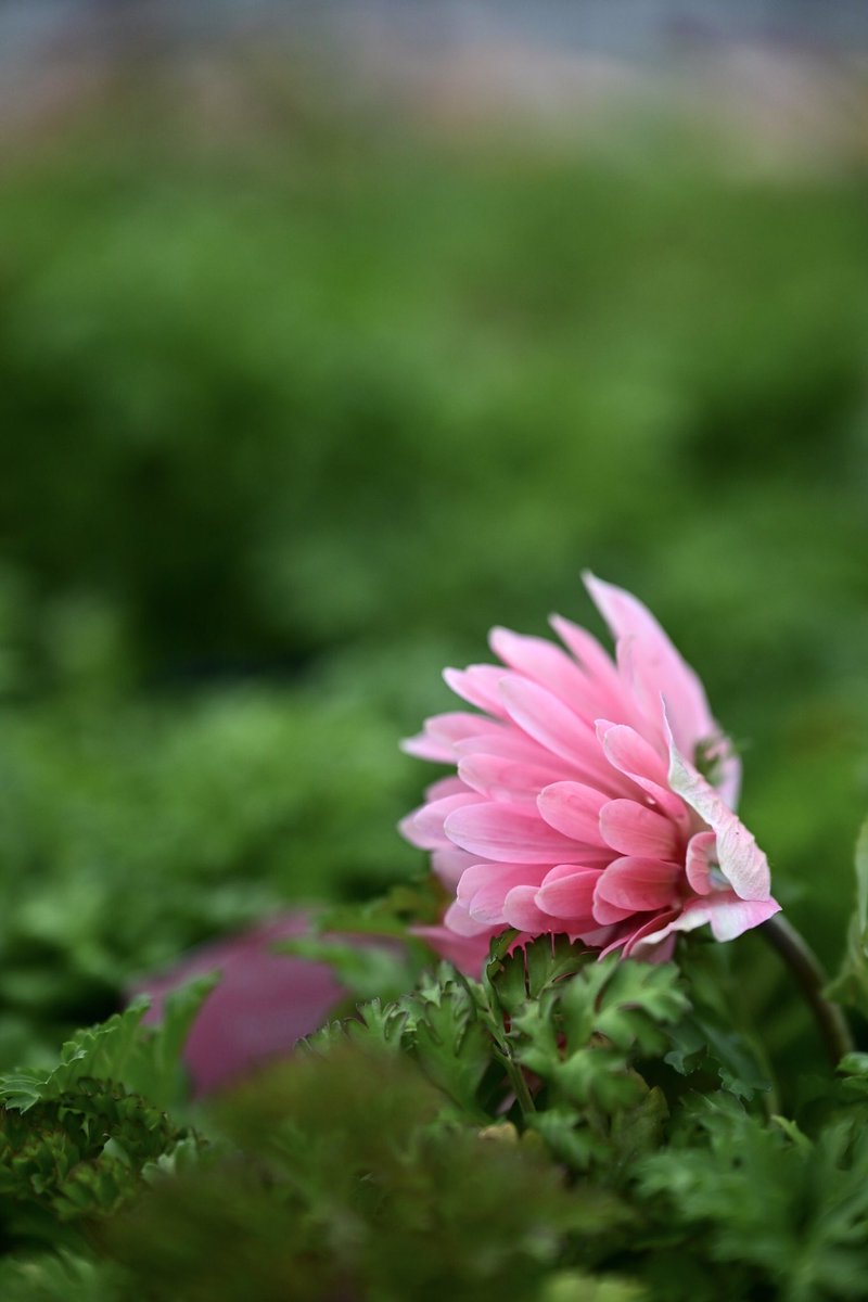 Flower Photo Club Community on X - 4.6K Members