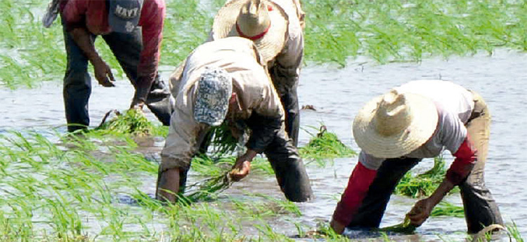 #Cuba no se arrodilla ante las amenazas, sino que se fortalece en la  adversidad, apoyada en la unidad del pueblo, el Gobierno y el Partido #CubaEstáFirme  <a href="/50Trabajadores/">Periódico Trabajadores</a> <a href="/joelgarcialeon/">Joel García</a> <a href="/Colina_CTCuba/">Miguel Colina</a> <a href="/EVilluendasC/">Enrique Villuendas</a> <a href="/mjimenez00/">Jimena@</a>  trabajadores.cu/20260208/medid…