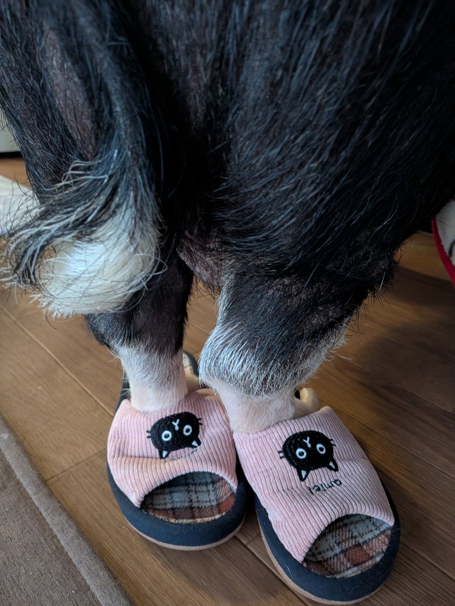 かえ꙳★*ﾟ tweet media