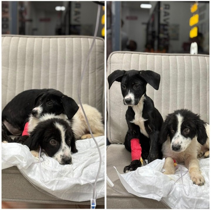 TEKRAR İLAN AÇIYORUM... LÜTFEN PAYLAŞIM DESTEĞİ VERİN...
Mersin Barınağı’na teslim edilen anne ve 7 yavrudan 5’i hayatını kaybetti. Anne ve kalan 2 yavru madde bağımlılarının elinden kurtarıldı, klinikte tedavileri tamamlandı. 3 gün sonra taburcu olacaklar. Acil yuva ve destek