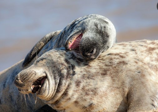<a href="/Sinawo_Thambo/">Sinawo Thambo</a> When we see this kind of tweets we ask ourselves one question, are beneficiaries of Nigerian drug dealers feeling the pain? thugs are  shot by police &amp; someone is crying 🤔🤔,is it one of those  says, hit the dog until the owner comes out 🤣🤣🤣🤣🤣🤣🤣🤣