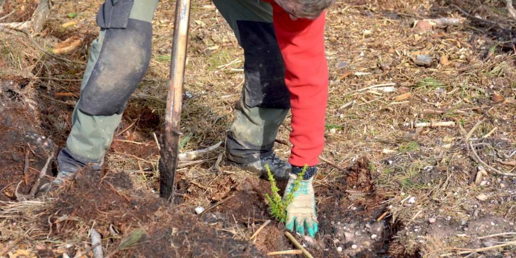 Forestry Commission tweet media