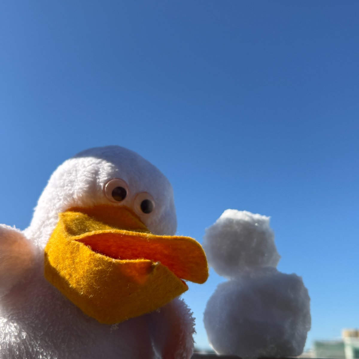 shoperi_tobi's tweet photo. 昨日の雪で雪だるまを作ってみたペリ☃そしたらトビーに「ショウペリは雪だるまとそっくりだね」って言われたペリよ。

似てるペリか……？🤔 https://t.co/laQ5MGMEfJ