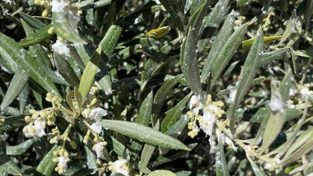 Vida Rural tweet media