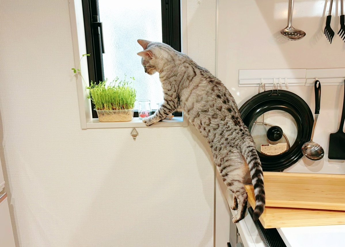 豆苗が見つかったと夫から報告があった