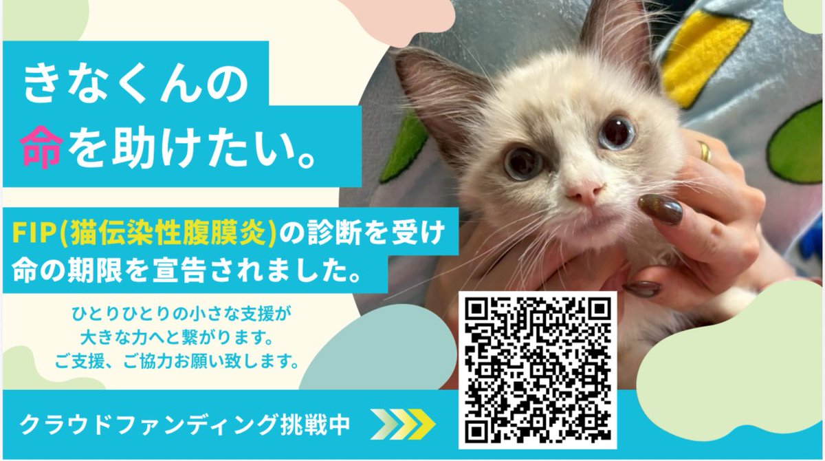 maxuxu_sh's tweet photo. 「まだ一緒にいたい」
その気持ちだけで
毎日を過ごしています。

FIPという病気で
大切な家族が命と闘っています。

治療で助かる可能性があります。
どうか、この命を
つなぐ力を貸してください。

▼クラウドファンディング
https://t.co/DyA3nF8CfT

※シェアだけでも大きな力になります https://t.co/8gc5HID8T7