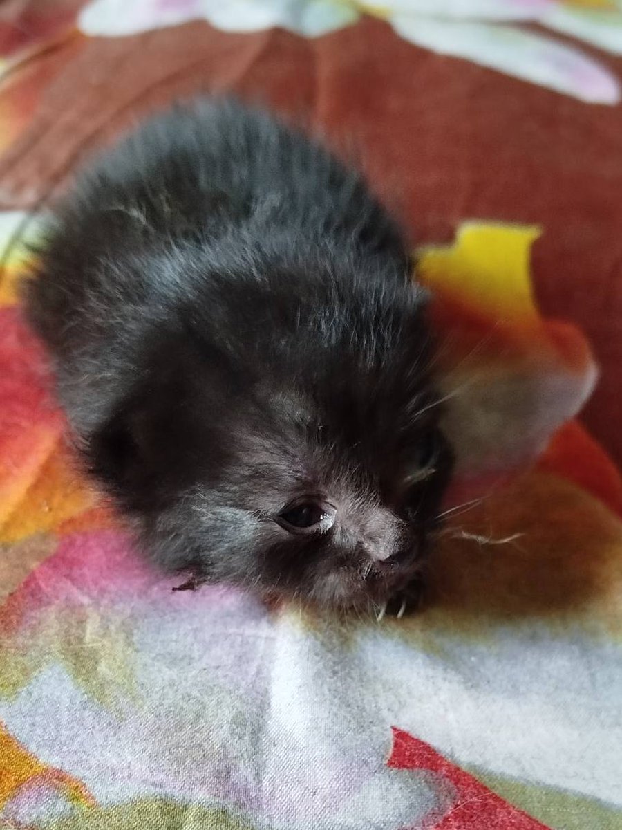 Кот Шурик из Беловежской пущи и его большая семья tweet media