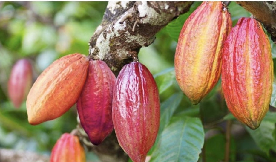 National Coffee Research Institute Uganda (NaCORI) tweet media