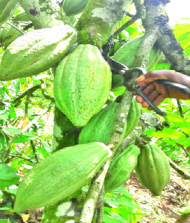 National Coffee Research Institute Uganda (NaCORI) tweet media