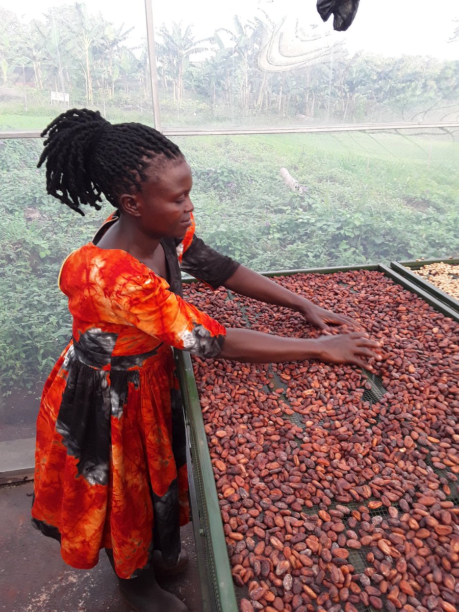 National Coffee Research Institute Uganda (NaCORI) tweet media