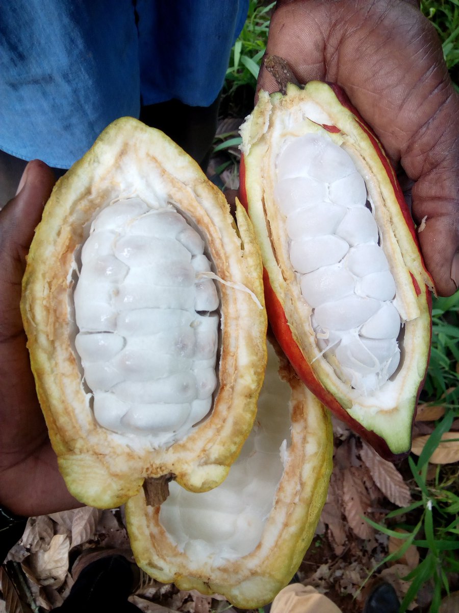 National Coffee Research Institute Uganda (NaCORI) tweet media