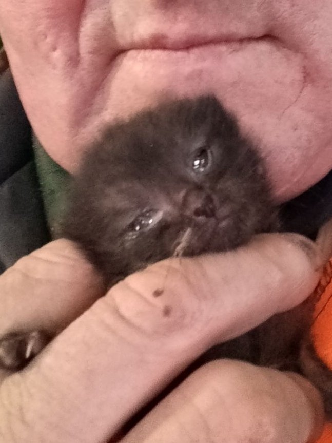 Кот Шурик из Беловежской пущи и его большая семья tweet media