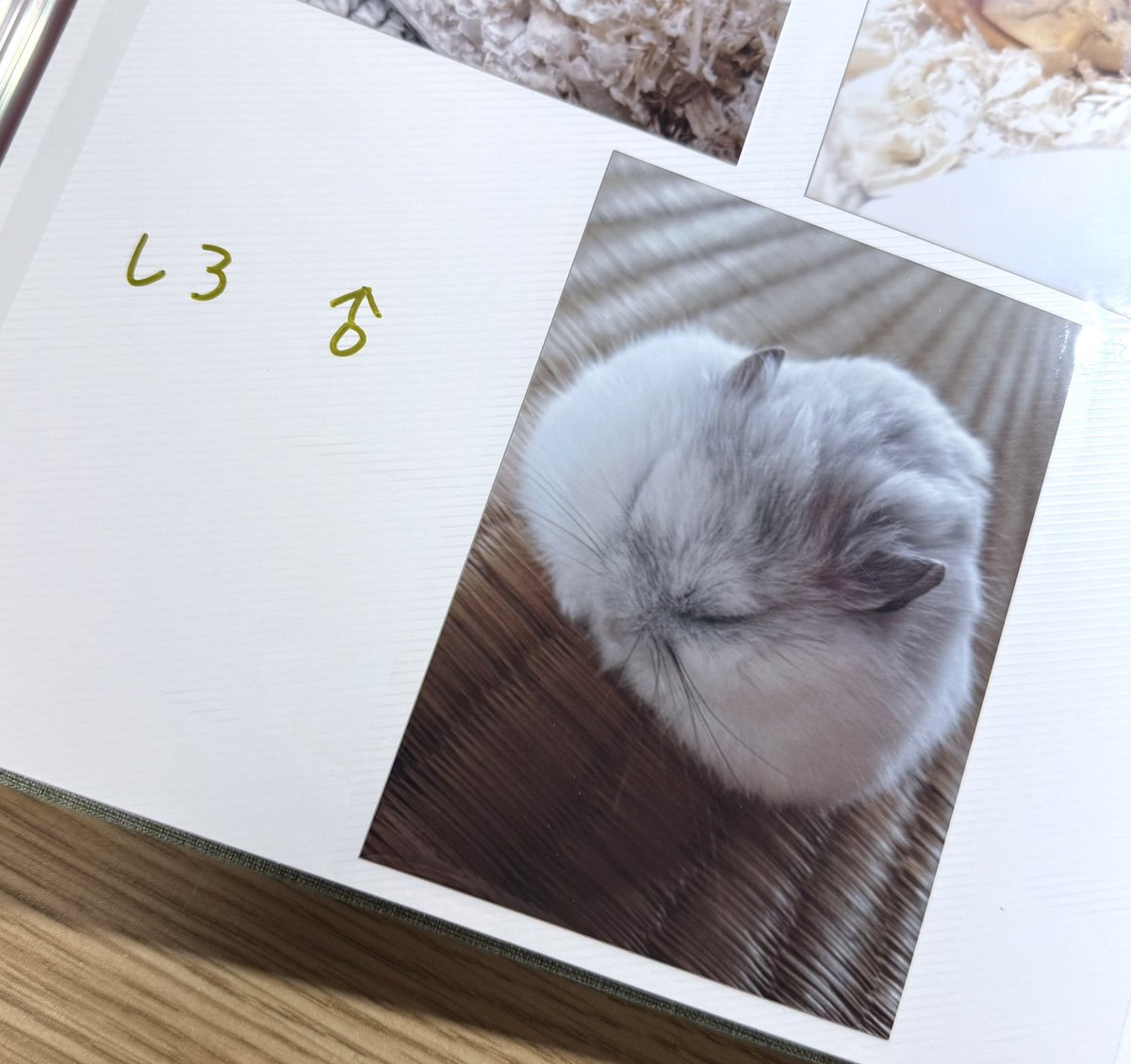 kuma (@XkumaoX) / Posts / X