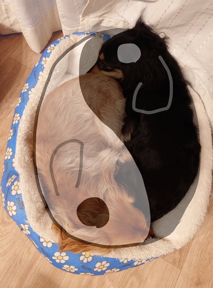 こちらが太古より人の心に安寧をもたらすと云われるワン陽の印にございます☯