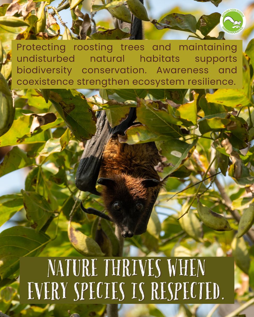 satpura_tr's tweet image. Silent flyers of the night,
The Indian Flying Fox keeps our forests alive.
pollinating trees, spreading seeds,
and reminding us that coexistence sustains nature.
#indianflyingfox #bats #biodiversity #forestguardians #satpuratigerreserve