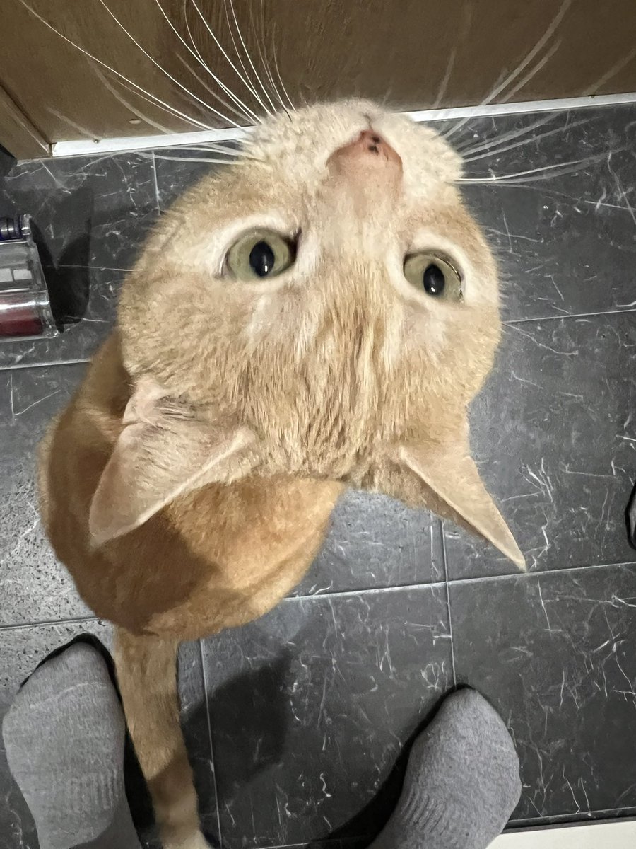 アメリカンショートヘア