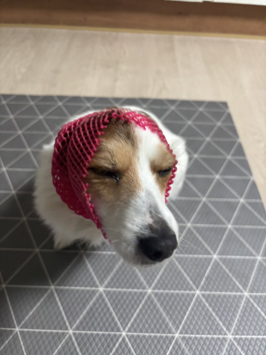 dal_dog's tweet photo. https://t.co/pJyFbixQ2E