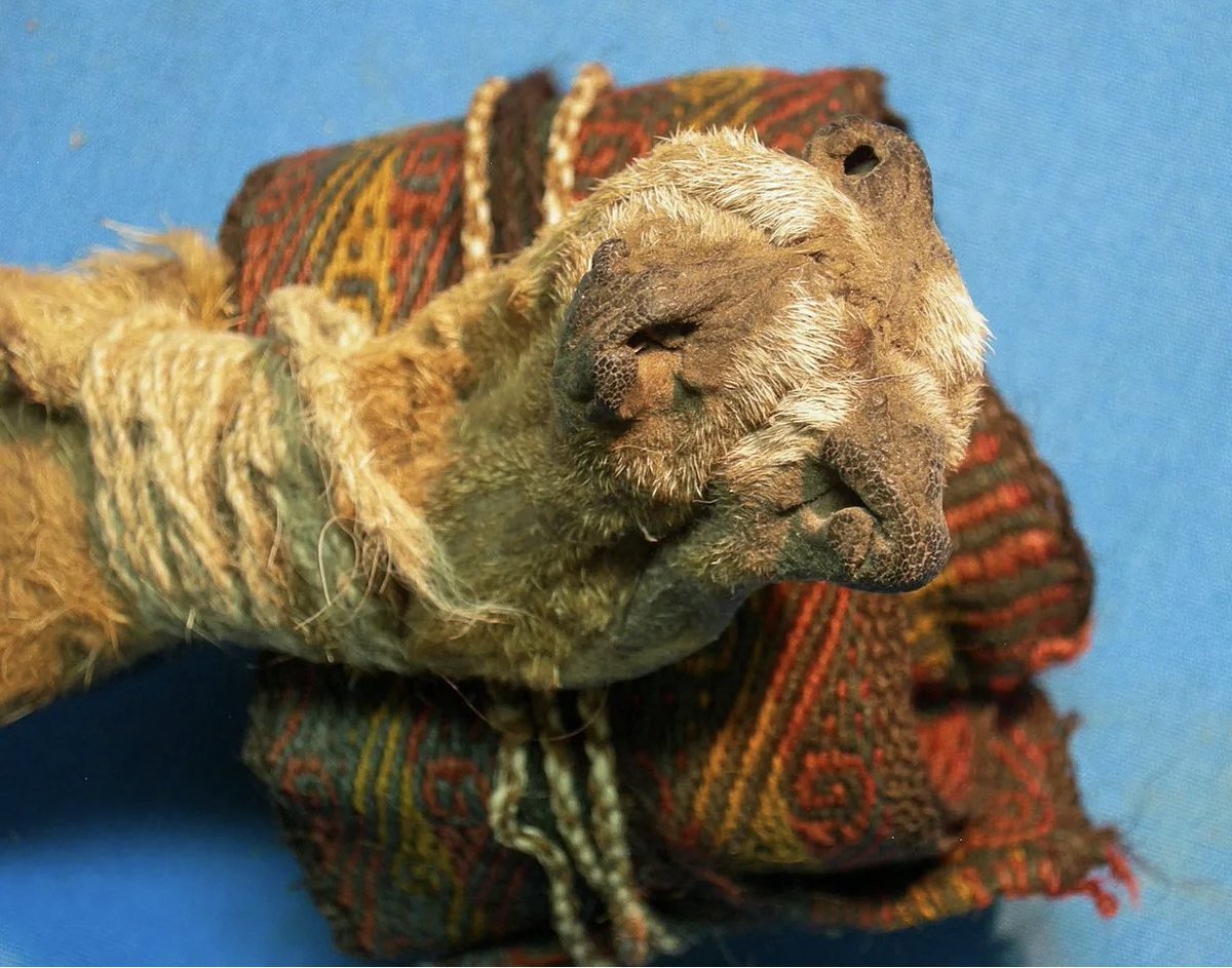 David Luke tweet media