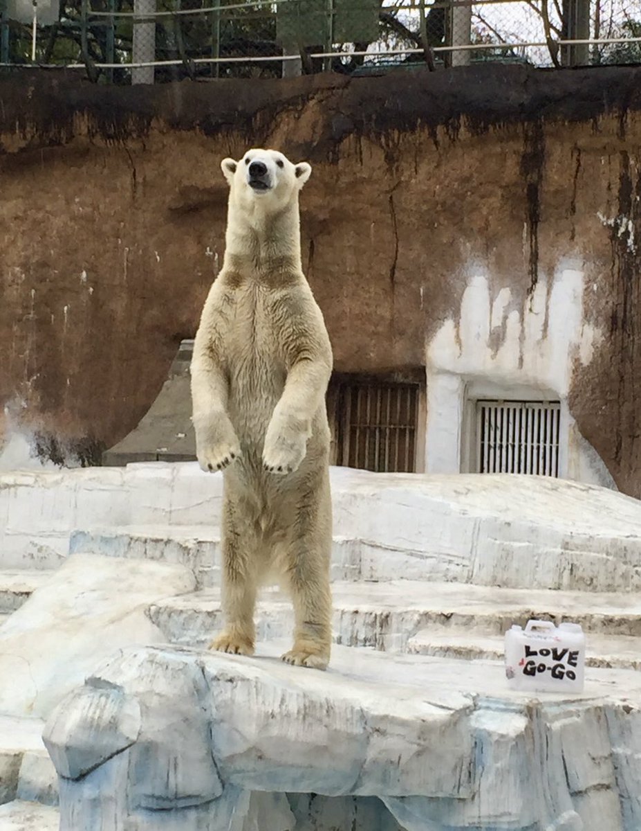 くまとねこ (@bear_87cat) / Posts / X