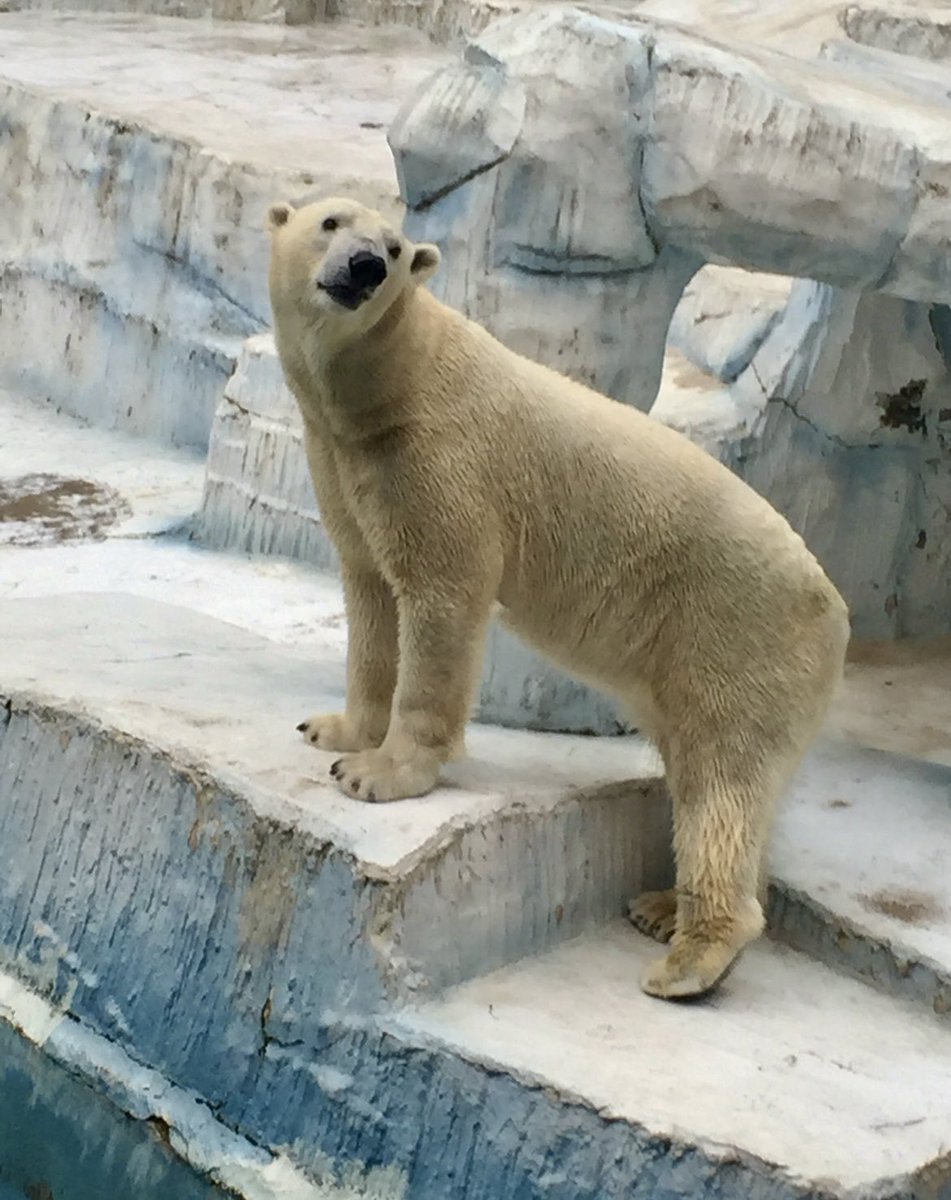 くまとねこ (@bear_87cat) / Posts / X