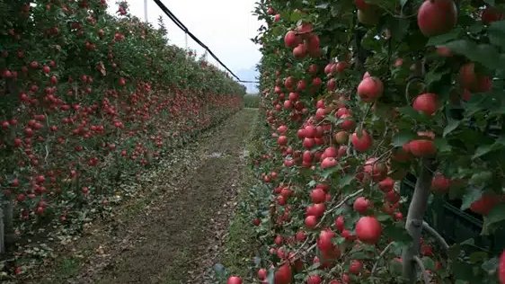 Vida Rural tweet media