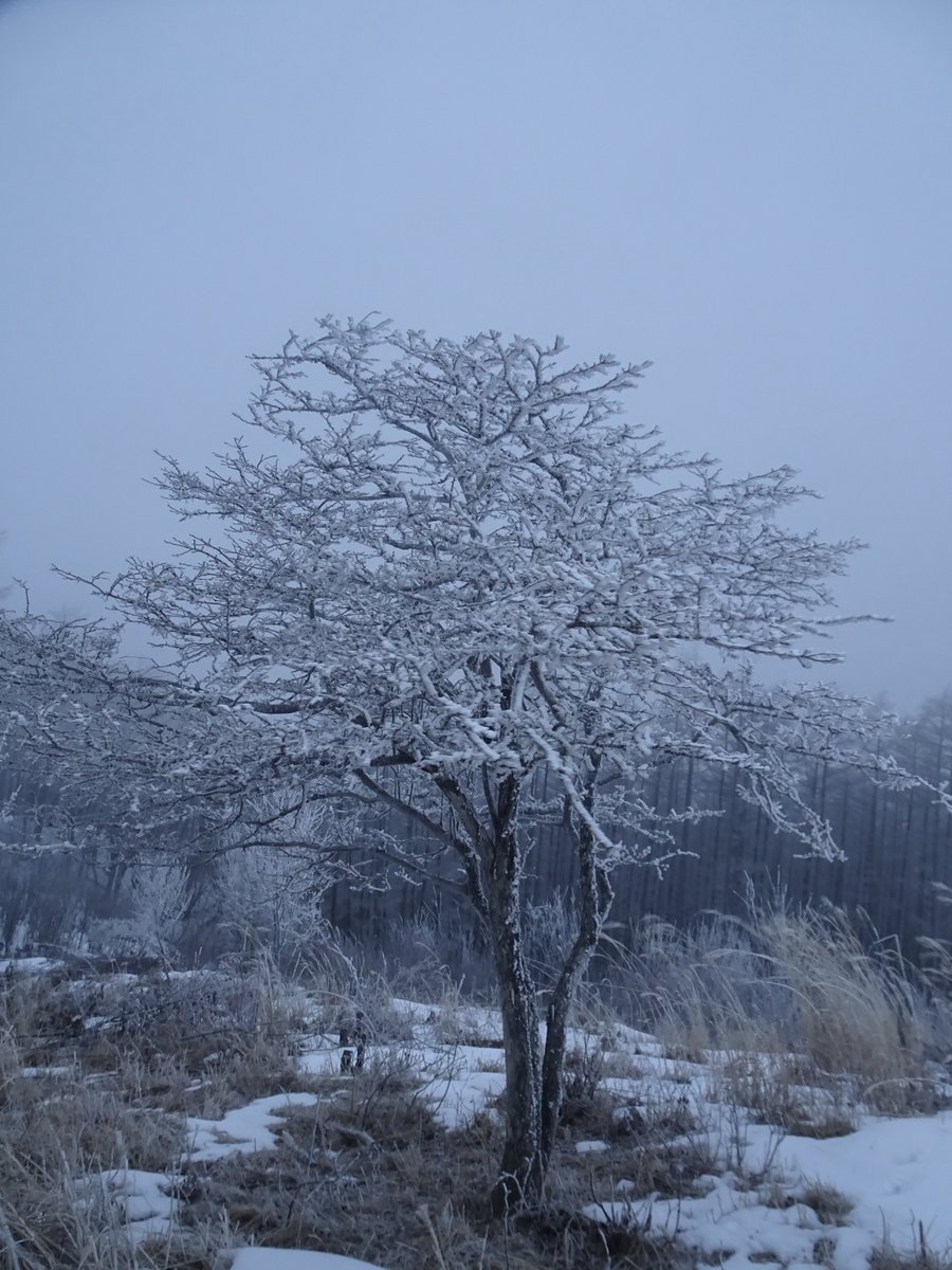 shake26301's tweet photo. 雪の守屋山へハイキング。同行してくれたのは、ご来光ハンターのtakaさん。下山メシは、再開したレストラン「ペチカ」。帰路では、3回振られた「台ヶ原珈琲」へ。消費カロリーより摂取カロリーの方が多いのは通常運転です（笑）#レストランペチカ #台ヶ原珈琲 #下山メシ https://t.co/OPKNiaHRYK