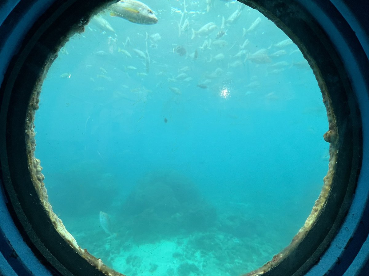 自然の海を海中から覗ける海中展望台
マジで神水族館(？)だった
近所にあったら毎週海の様子観に行くのに…