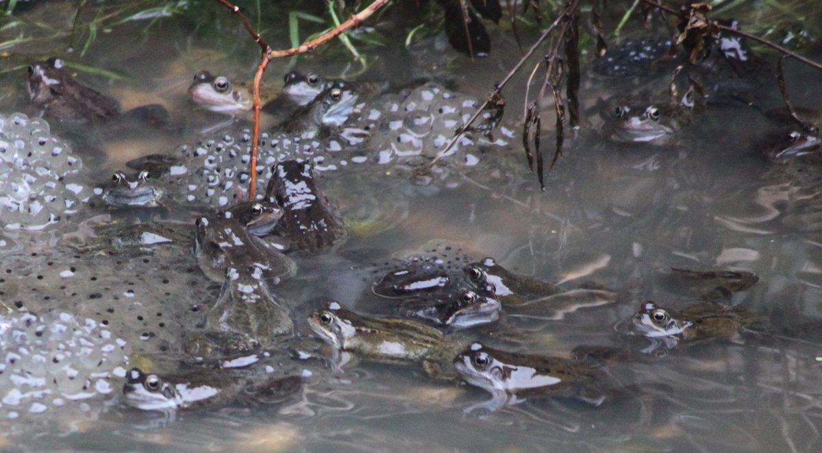 TetZoo's tweet photo. And more #spawnwatch... here are photos from Feb 7th, when water level was at its height and over 40 frogs were visible in the pond's shallow end... https://t.co/DULIogJmG7