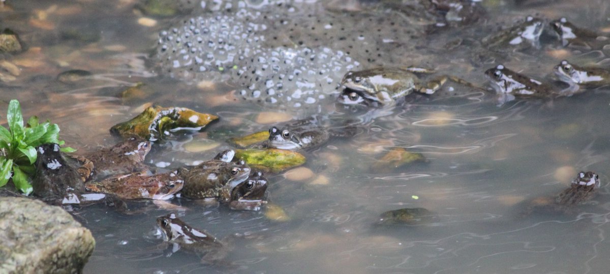 TetZoo's tweet photo. And more #spawnwatch... here are photos from Feb 7th, when water level was at its height and over 40 frogs were visible in the pond's shallow end... https://t.co/DULIogJmG7