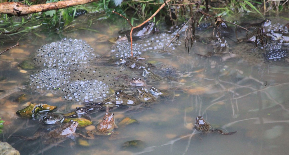 TetZoo's tweet photo. And more #spawnwatch... here are photos from Feb 7th, when water level was at its height and over 40 frogs were visible in the pond's shallow end... https://t.co/DULIogJmG7