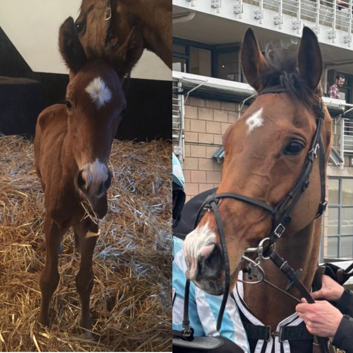 David Pipe tweet media