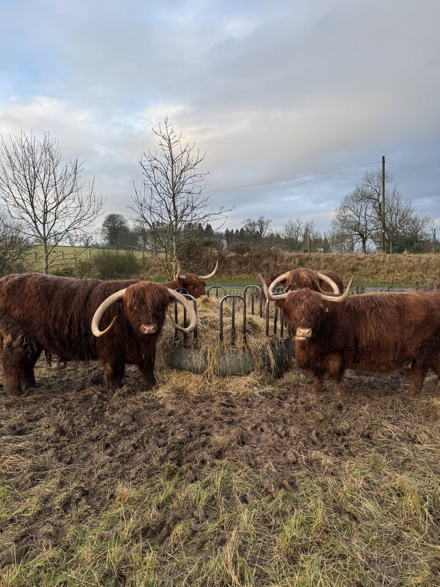 Nice change to have breakfast with no wind or torrential rain 😏

We’re not the only ones having a hard time with mud

Roll on summer… we usually skip spring as it’s generally the same as winter 🙄🏴󠁧󠁢󠁳󠁣󠁴󠁿

Happy #MondayMood … I think 🤔 

#arnbegfarmstayscotland #highlandcows