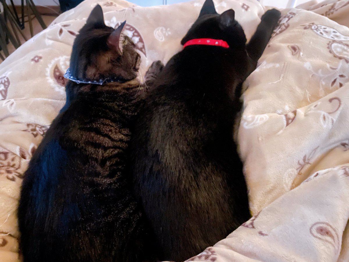 最近のママのベッドはこれ🐈🐈‍⬛💤
足どこ置いたらいいの〜笑
夜寝る時はご自分達の猫ベットで寝てるのに、朝起きたら毎朝ここにいる😂でも可愛い重さで目覚めるのは正直控えめに言って最高👍