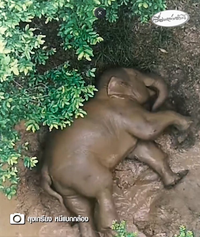 mariahd59's tweet image. เราคิดว่าหูพับไม่ได้เห็นแก่ตัว แต่มันแค่พยายามดูแลตัวมันเอง มันคือช้างลูกกำพร้าตัวนึง มันใช้ชีวิตตัวเดียว โดดเดี่ยว มันไม่ได้อยู่ในฝูงและก็ไม่รู้ว่าฝูงจริงๆ ของมันอยู่แถวป่าไหน มันอาจจะมีเพื่อนช้างด้วยกันที่ออกหากินในป่าบริเวณใกล้ๆ กัน แต่มันไม่ได้อยู่ด้วยกันตลอด…