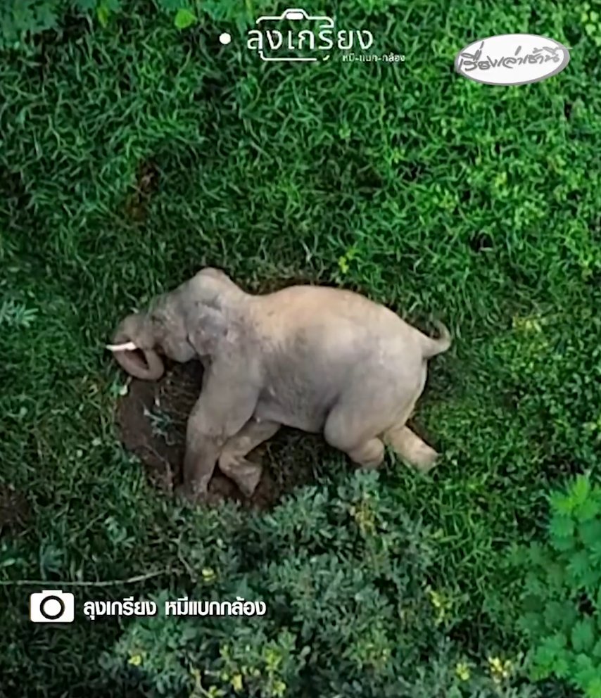 mariahd59's tweet image. เราคิดว่าหูพับไม่ได้เห็นแก่ตัว แต่มันแค่พยายามดูแลตัวมันเอง มันคือช้างลูกกำพร้าตัวนึง มันใช้ชีวิตตัวเดียว โดดเดี่ยว มันไม่ได้อยู่ในฝูงและก็ไม่รู้ว่าฝูงจริงๆ ของมันอยู่แถวป่าไหน มันอาจจะมีเพื่อนช้างด้วยกันที่ออกหากินในป่าบริเวณใกล้ๆ กัน แต่มันไม่ได้อยู่ด้วยกันตลอด…