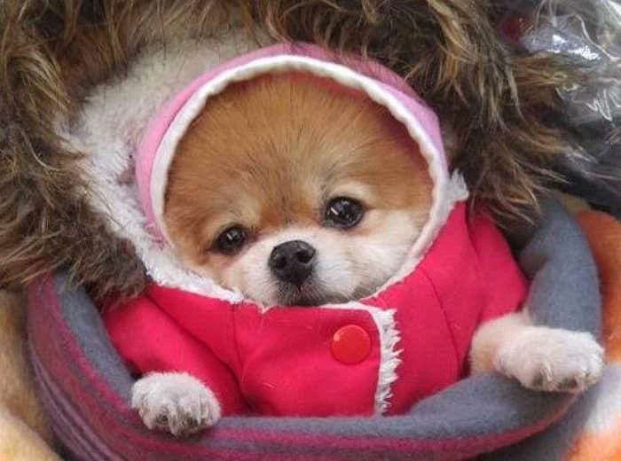 WkfxjfrP's tweet image. 한파 속 시장에서 만난 할머니의 강아지