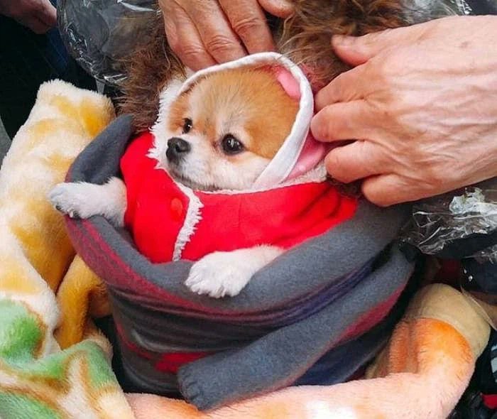 WkfxjfrP's tweet image. 한파 속 시장에서 만난 할머니의 강아지