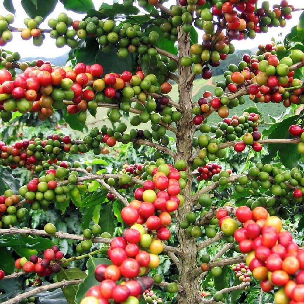 Did you know that on average a coffee tree in Uganda produces only 0.8kgs of coffee for export? A coffee tree in Uganda can produce between 1-5Kgs of red cherries per season. Most farms produce 3Kgs and this is because most trees are 15years old however with the use of irrigation