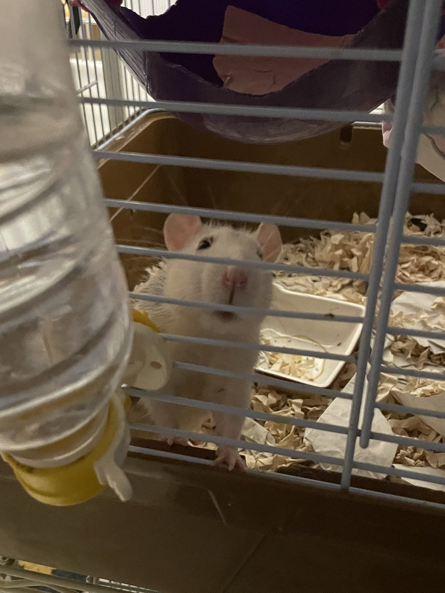 ひょこI˙꒳​˙)