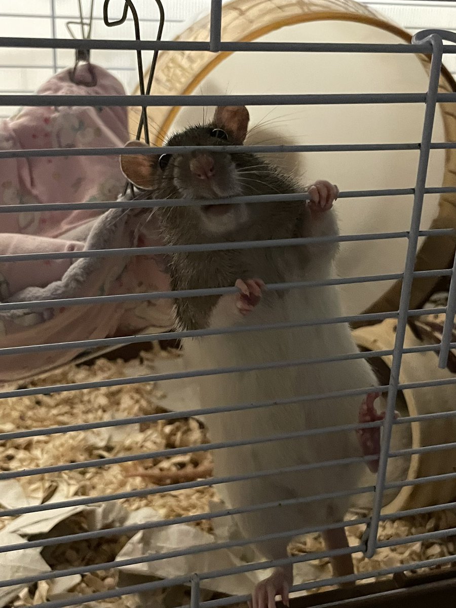 ひょこI˙꒳​˙)