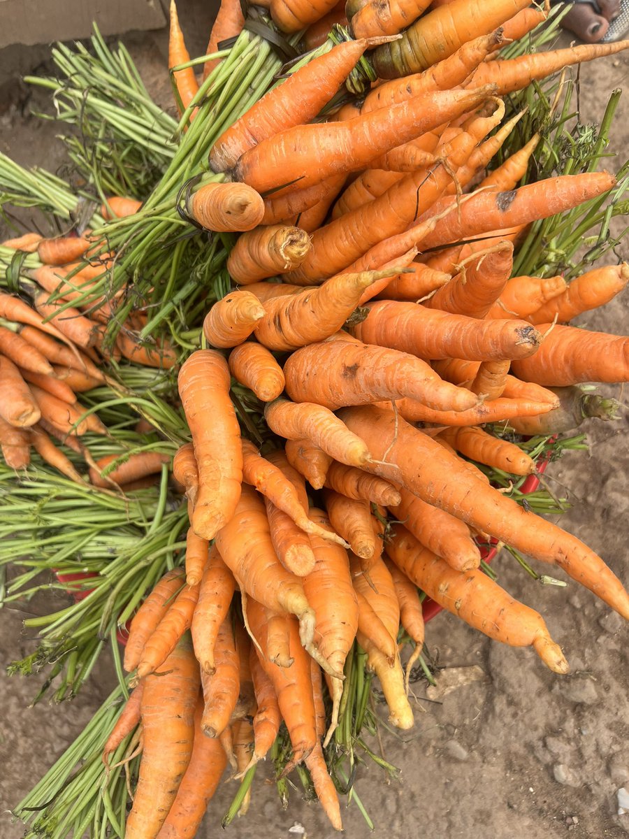 𝖩𝗈𝗁𝗇 𝖫𝗂𝗇𝗀𝖾𝗉𝗈 🇨🇩 tweet media