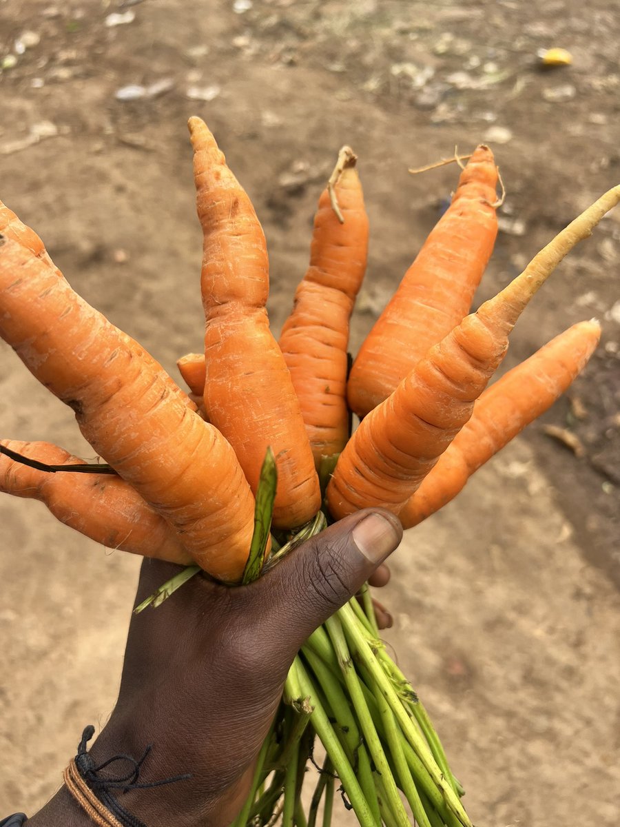 𝖩𝗈𝗁𝗇 𝖫𝗂𝗇𝗀𝖾𝗉𝗈 🇨🇩 tweet media