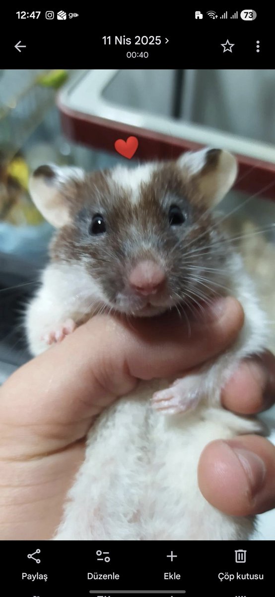 9ante0's tweet photo. Petshopa gidip abi en çirkin hamsterı almak istiyorum demiştim bana bunu vermişti https://t.co/PwOVrQOCiC