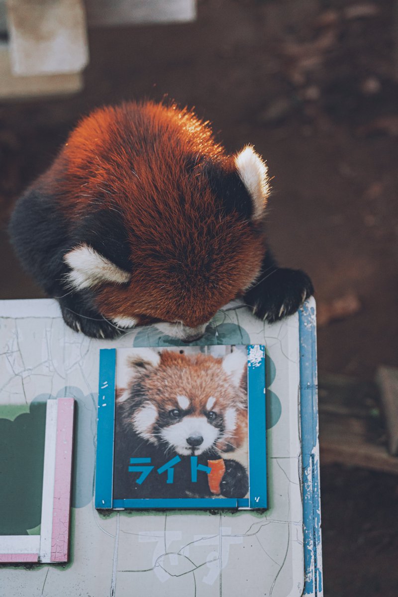 redpanda