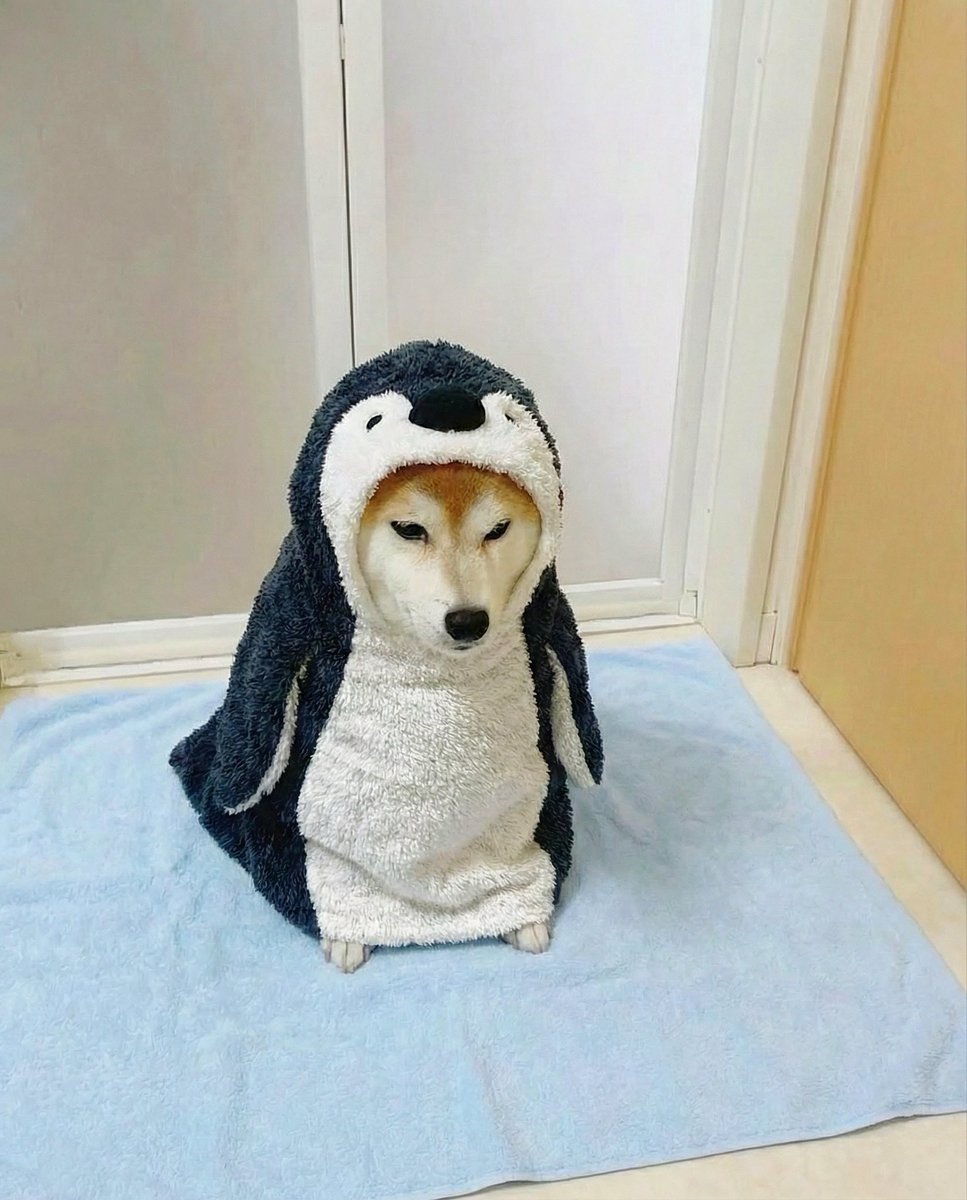 風呂上がりの犬が可愛すぎてじわじわくる