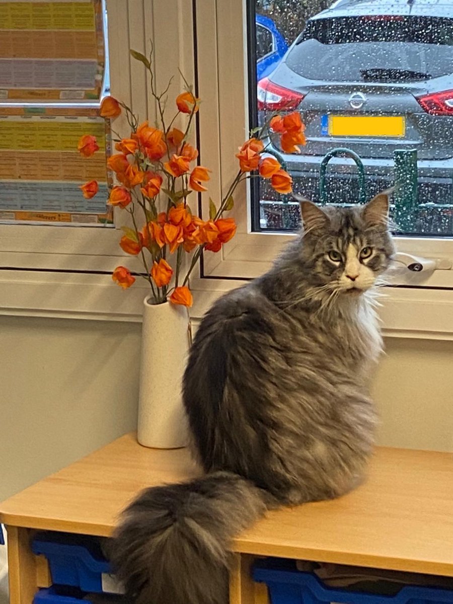 OutwoodsCat's tweet photo. You can turn the rain off now headteacher, I’ve had enough of it.
#cats #Hedgewatch #CatsOfTwitter #CatsOfX https://t.co/ilLrRm6l2u