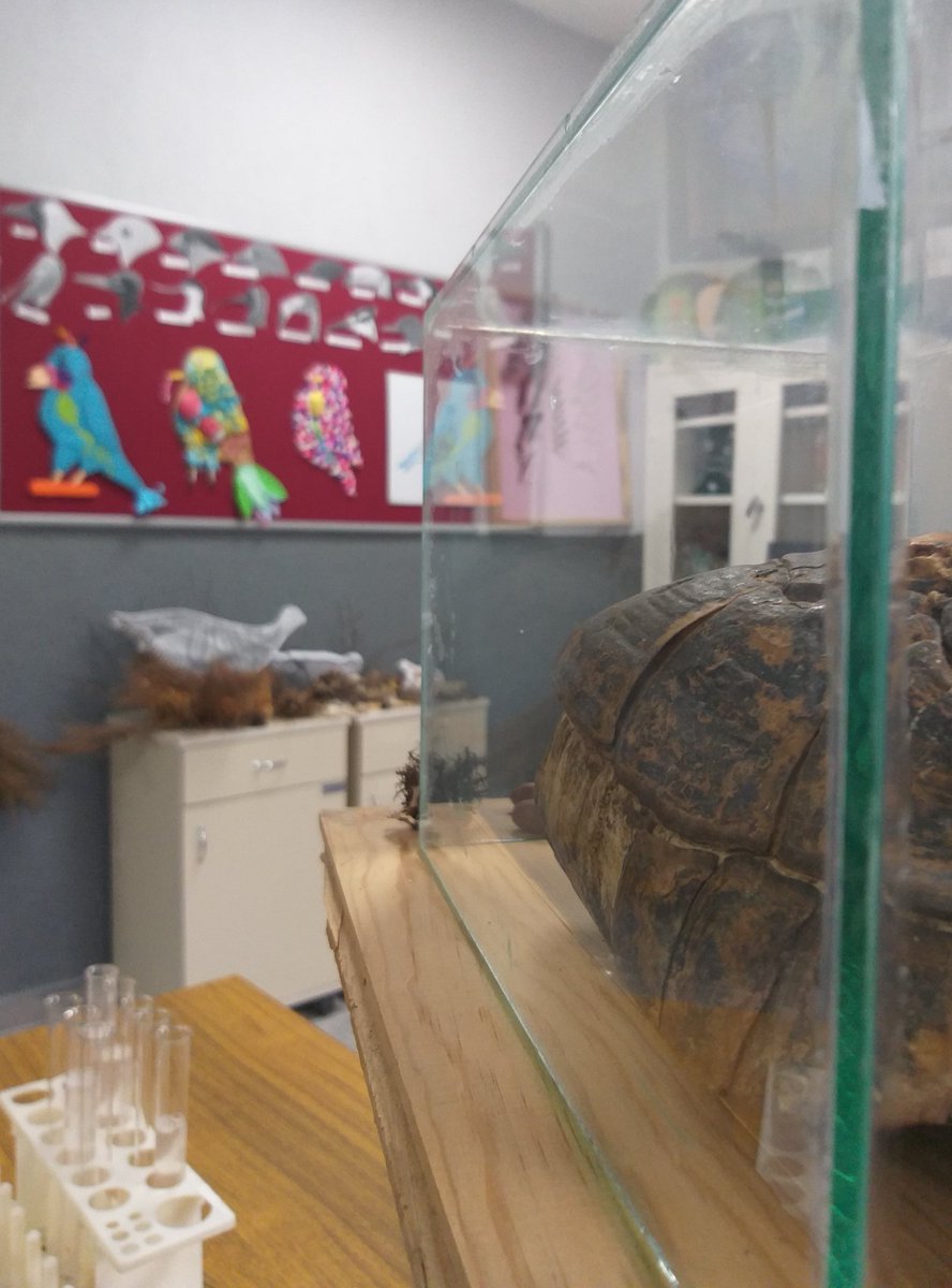 Kaplumbağaların bir izidir kabuğu; doğada bir iz olarak kalan bu kabuğu laboratuvara getirip korumak için fanusa koyduğumuzda öğrencilerin dikkatini daha da çekiyor. #BiyoağBiyolojiLaboratuvarına gelen birçok öğrencinin merakla inceleyip sorular sorduğu ilk canlı burda:kaplumbağa