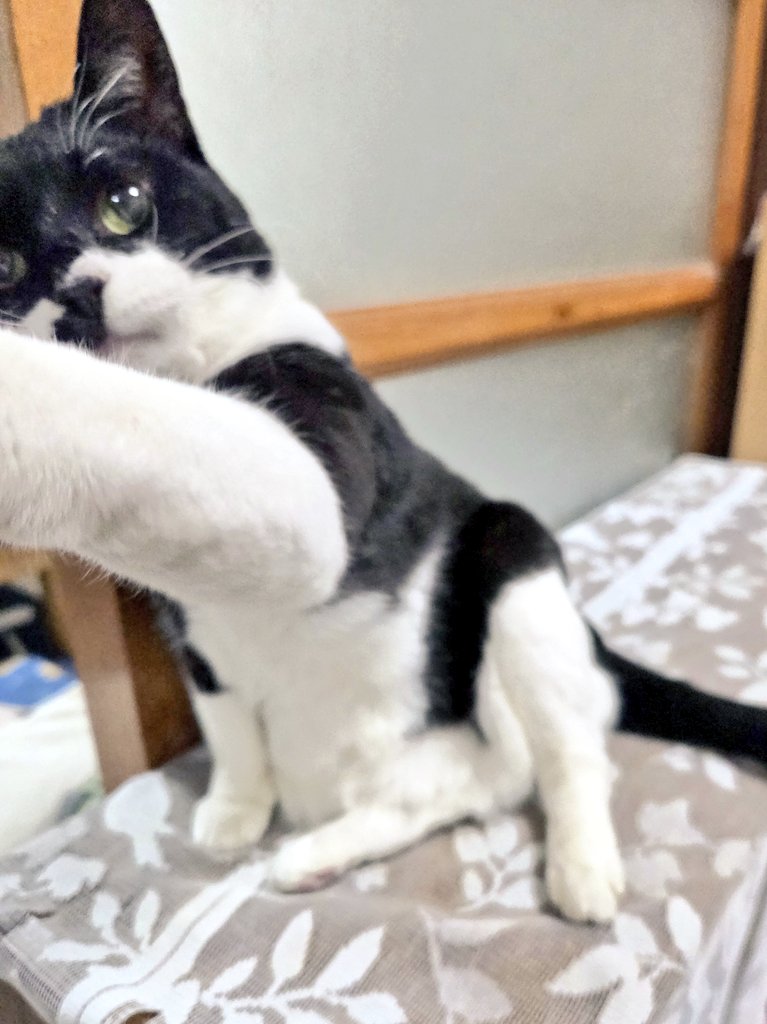 13番目の猫 (@0013banmenoneko) / Posts / X